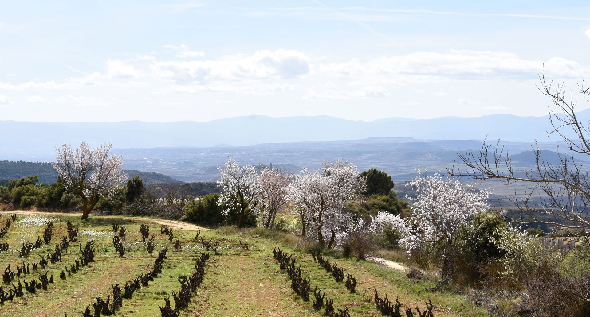Rolling hills of a vineyard with blooming trees and a distant mountainous horizon, at Sierra de Toloño