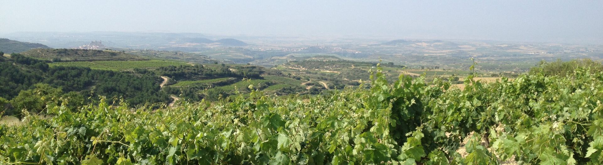 Panoramic view across vineyards at Sierra del Toloño