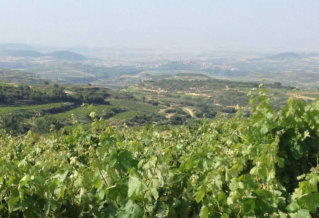 Vineyard with green vines in foreground, rolling hills, at Sierra de Toloño