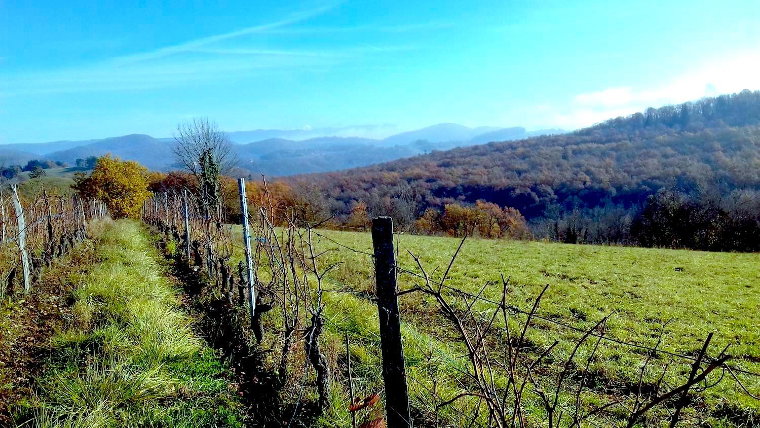 Vineyard with brown vines, green grass, and trees at Domaine Les Cortis