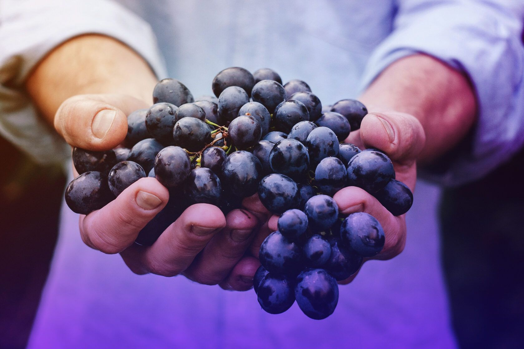 Worker holding a large bunch of dark purple grapes at Château Tour des Termes