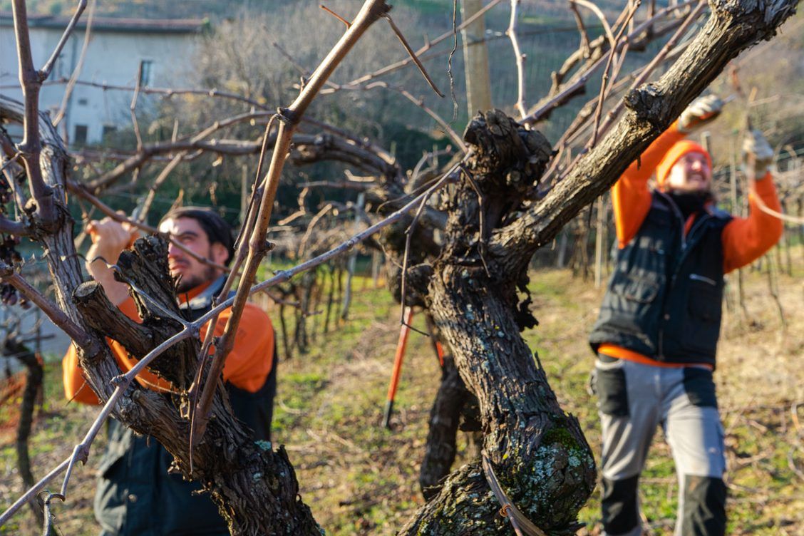 Marco Barba and the Barba Boyz pruning the pergola vines Marco Barba and the Barba Boyz pruning the pergola vines