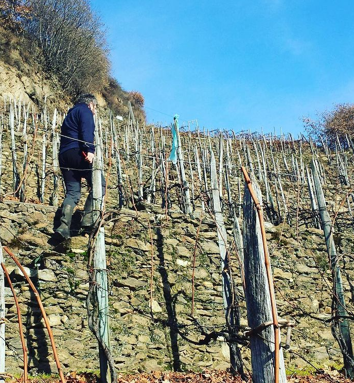 Barbacàn winemaker walking up a terraced vineyard on a sunny day.