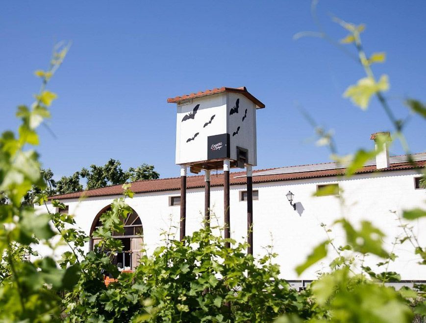 Bat house on stilts in front of a white building, with green vines in the foreground, at Bodegas Enguera