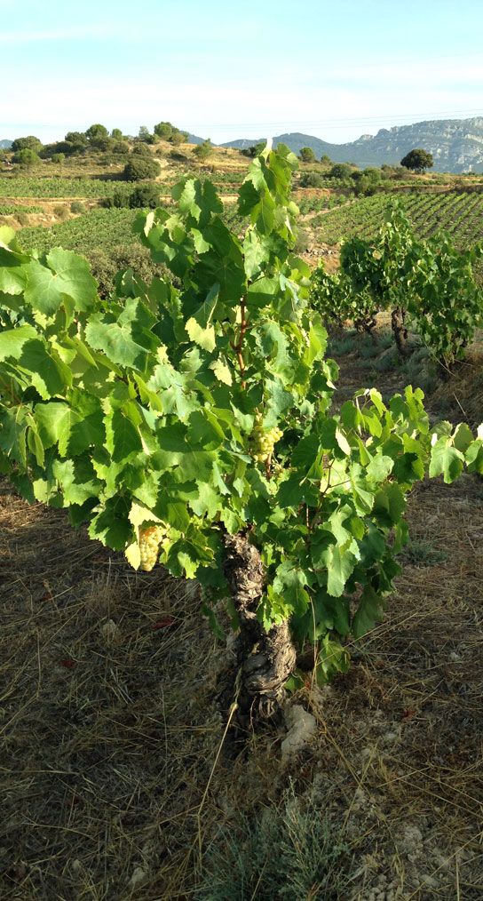 Grapevine with green leaves in a vineyard, at Sierra de Toloño