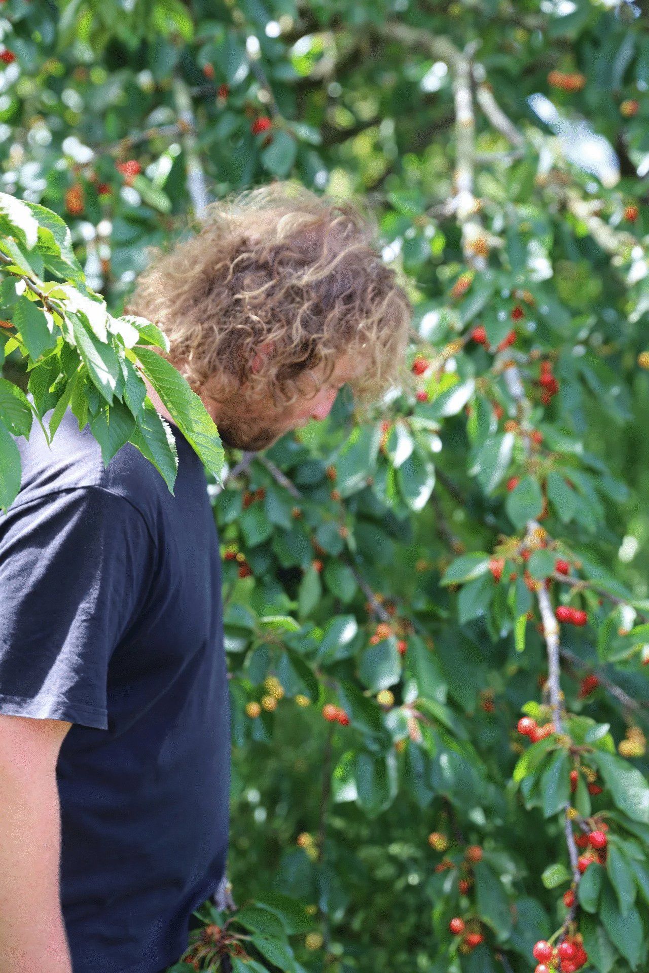 Patrick Sullivan, winemaker, standing among fruit trees