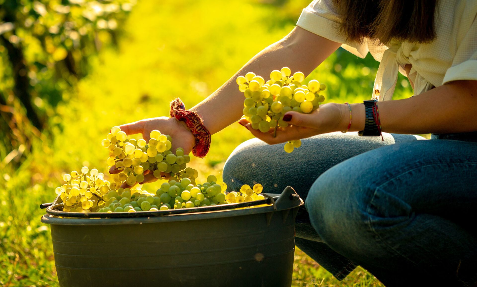 Perlage - Woman holding grapes beside a basket