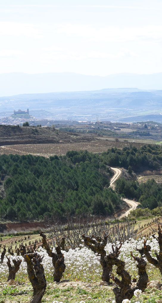 Vineyard with bare vines, and winding dirt road, at Sierra de Toloño