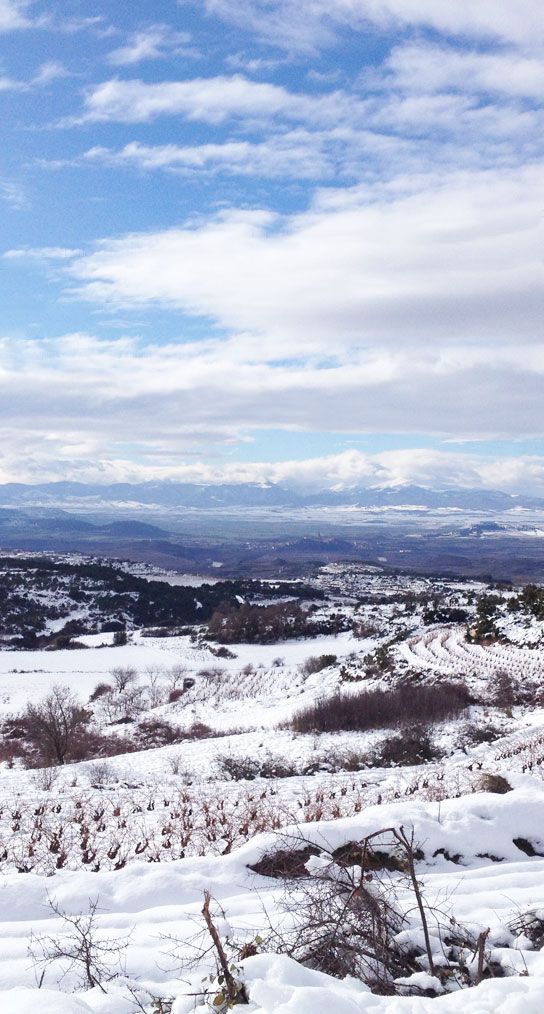 Vineyards at Sierra del Toloño covered in snow.
