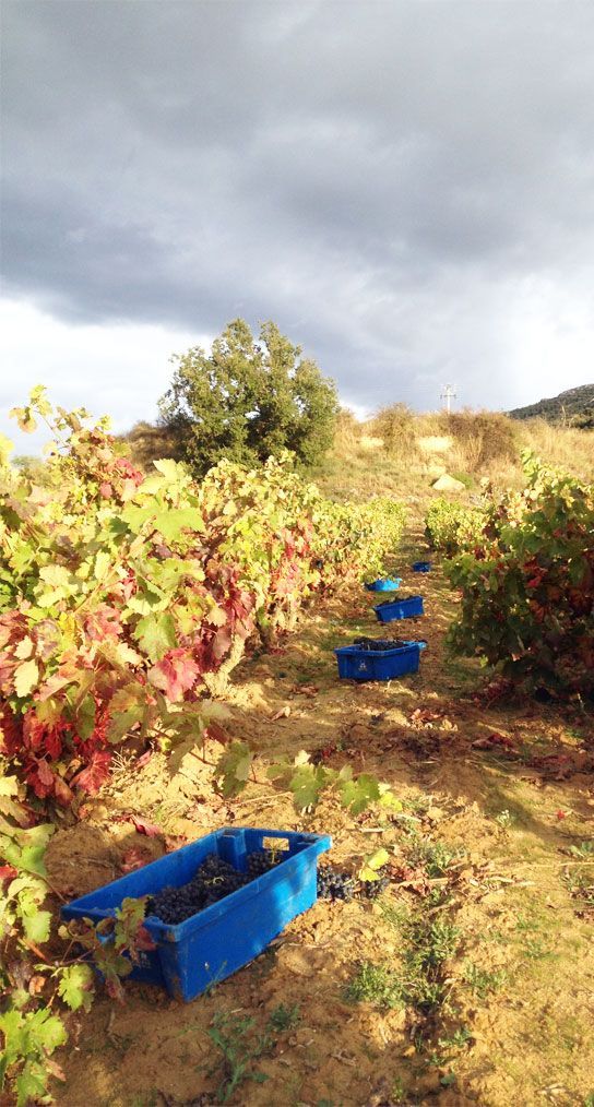 Blue crates filled with harvested grapes set between vineyard rows