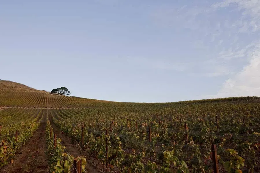 Vine rows on a hillside under a blue sky, with a single tree near the top, at Sandhi vineyard