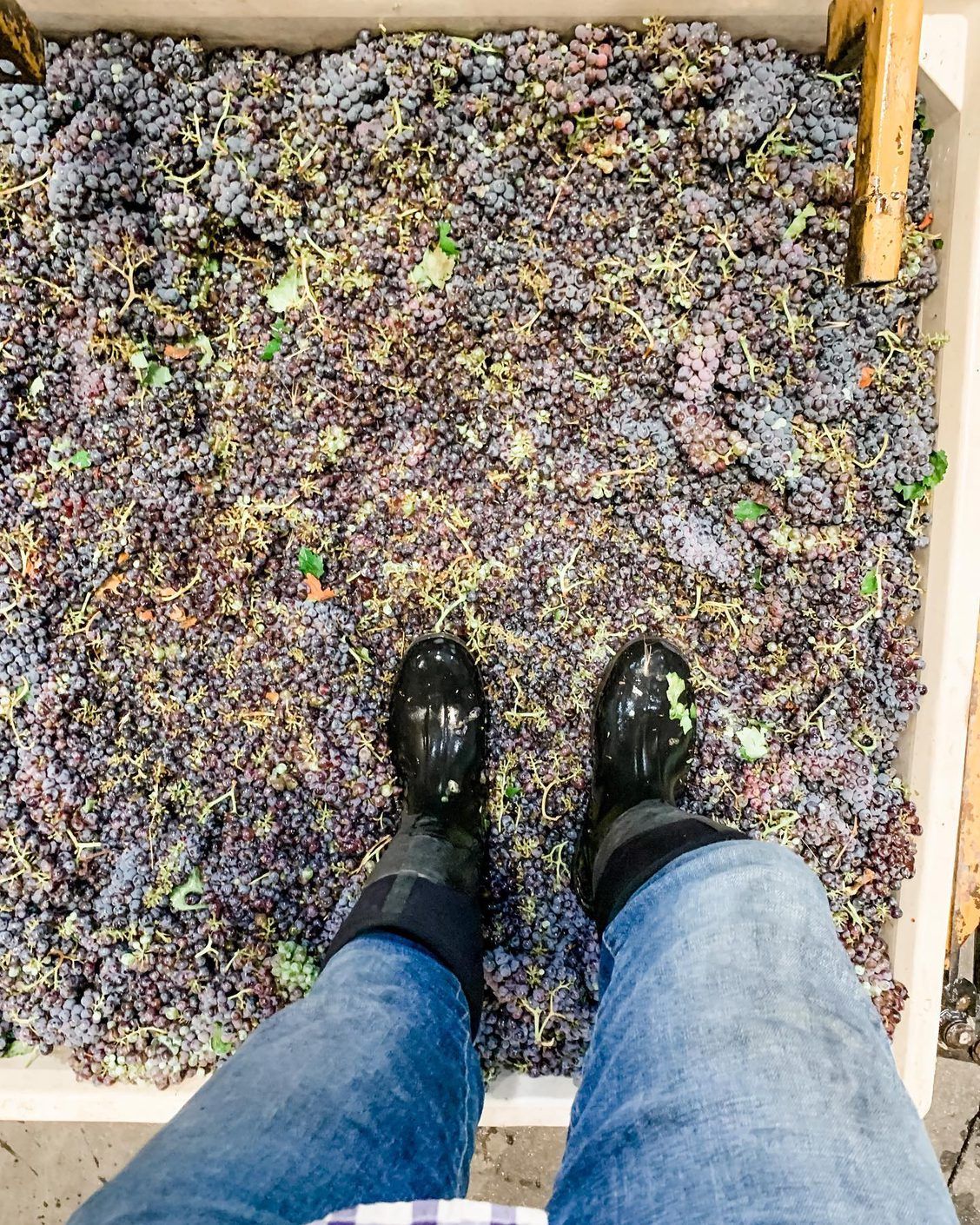 ST. Romedius grapes ST. Romedius grapes