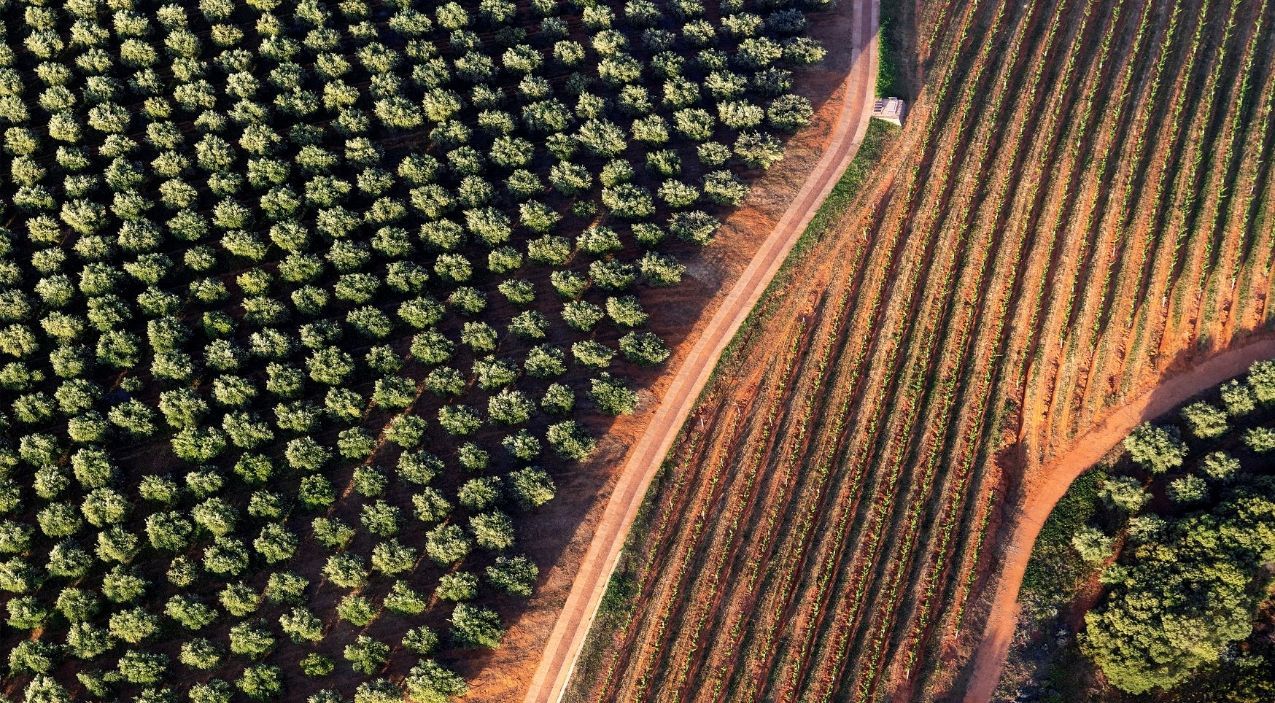 An aerial view of an olive grove and a field divided by a dirt road.