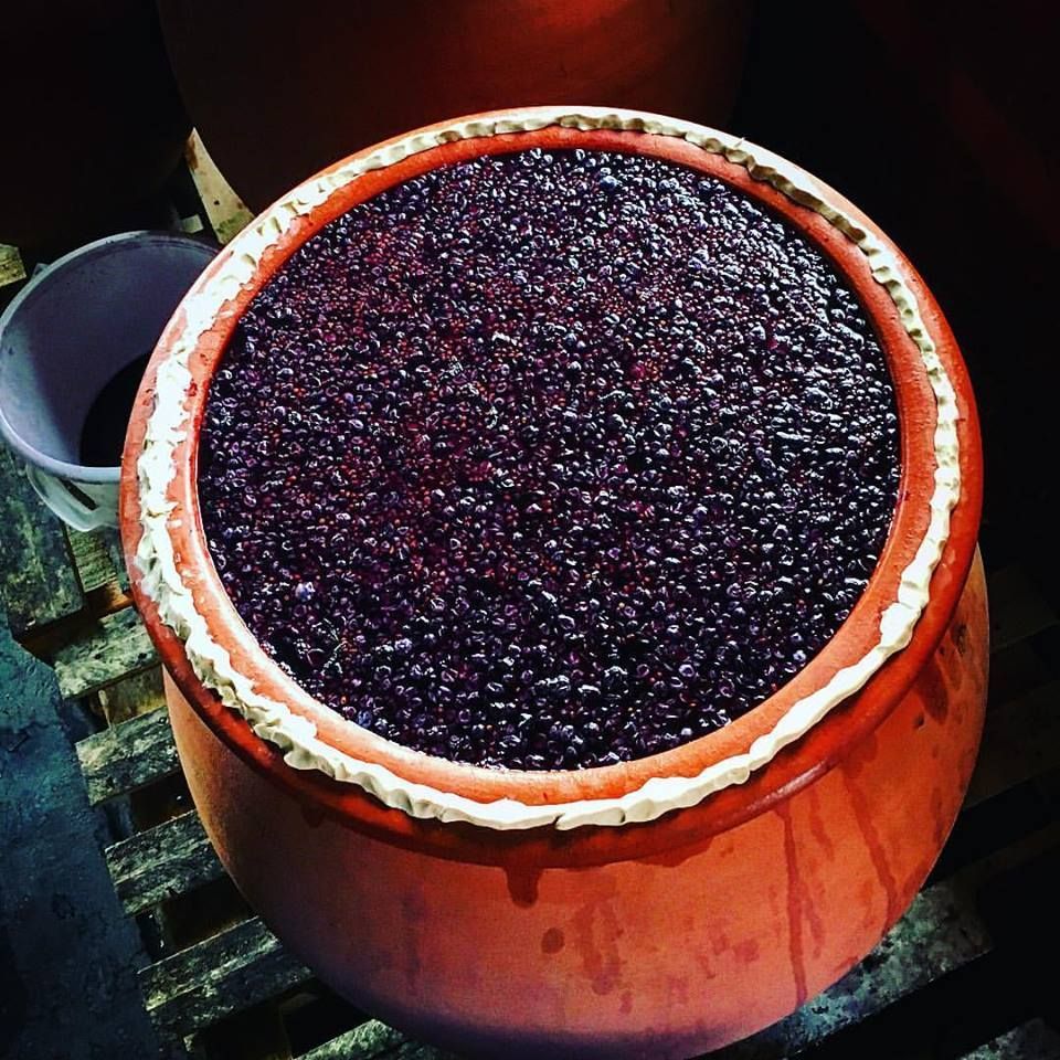 A large open fermenter filled with crushed red grapes during harvest at Unico Zelo winery.