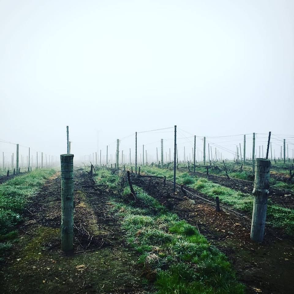 Vineyard rows at Unico Zelo on a foggy morning, with trellised vines stretching into the distance.