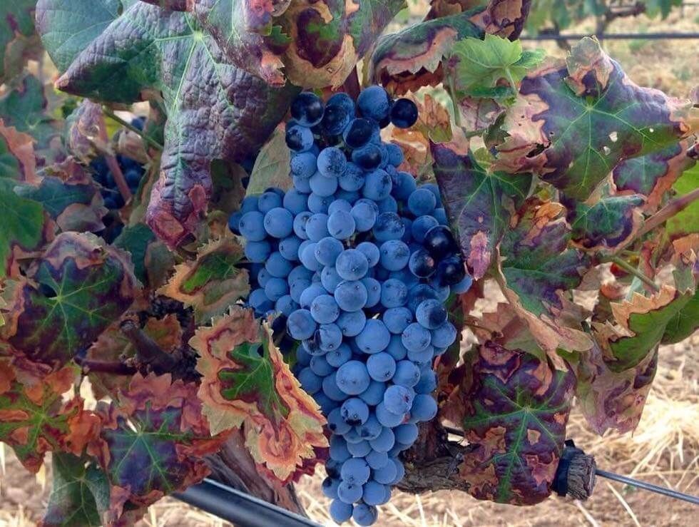 Carmen López, winemaker at Uva de Vida, with freshly harvested grapes in the winery.