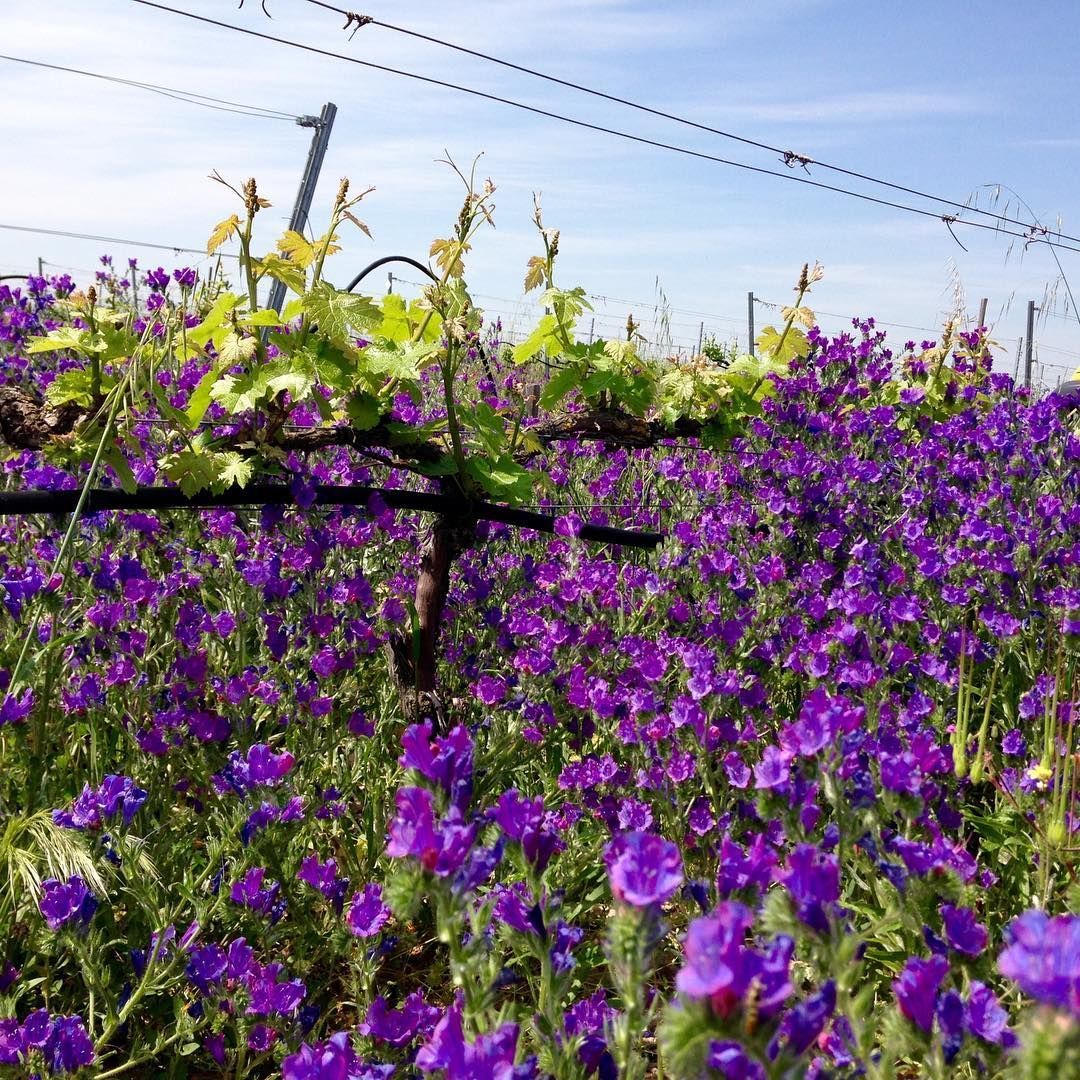 Uva de Vida vineyard in spring with grapevines surrounded by purple wildflowers.