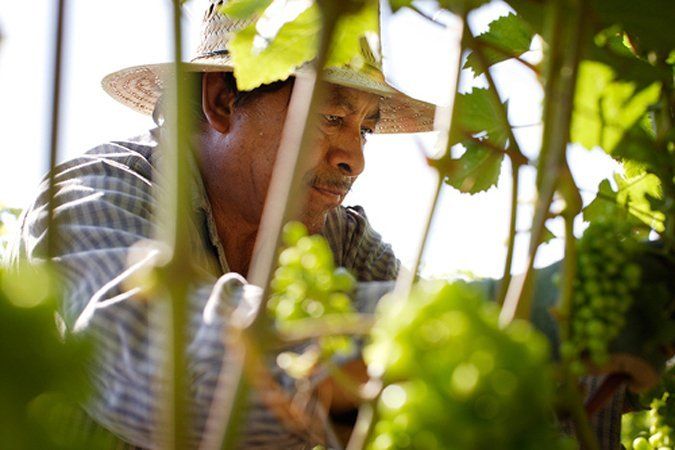 Worker tending to grapes in a vineyard, on a sunny day.