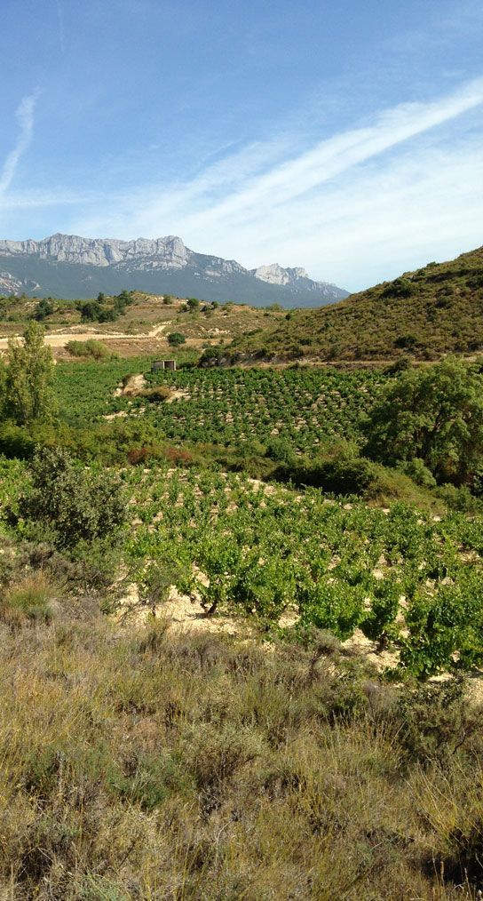 Vineyards in the Sierra del Toloño foothills, overlooking the surrounding landscape