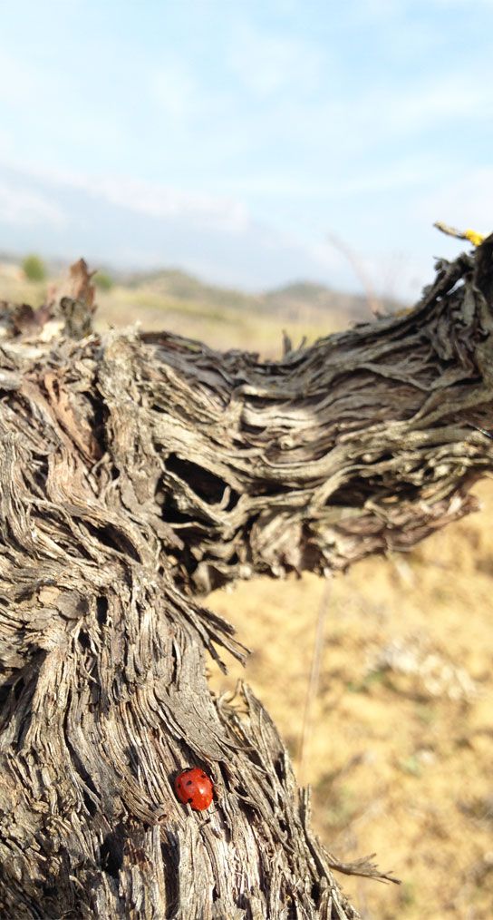 Close-up of an old vine trunk with a ladybug on the bark