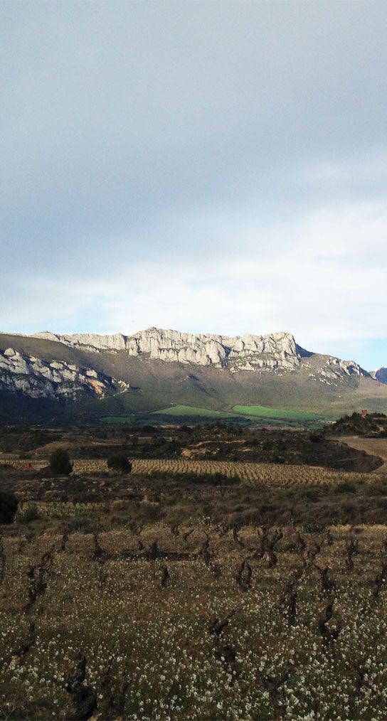 Vineyards with the Sierra del Toloño in the background