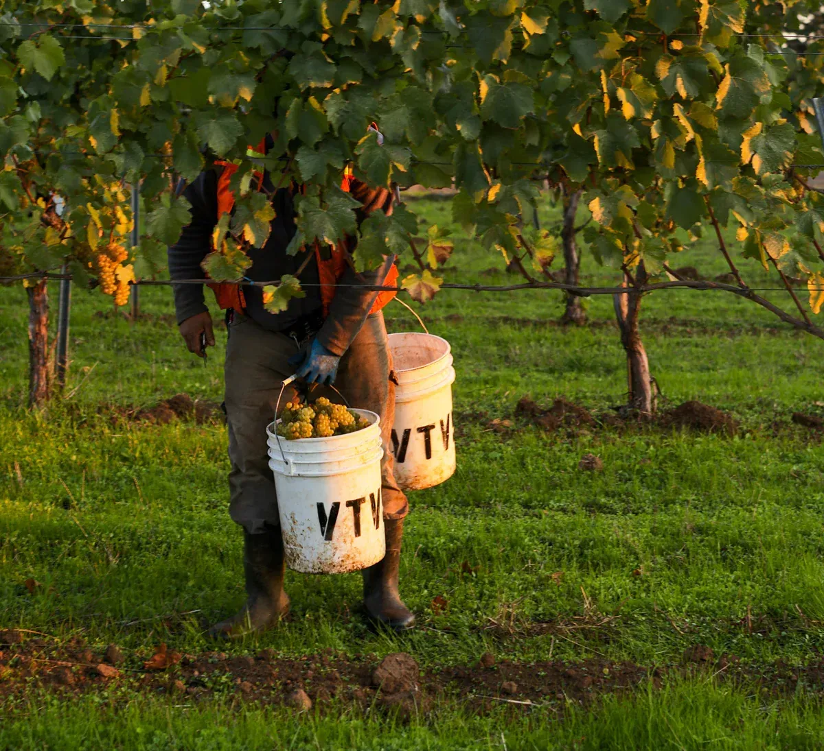 Worker harvesting grapes in Evening Land Vineyards, with two buckets filled with grapes.