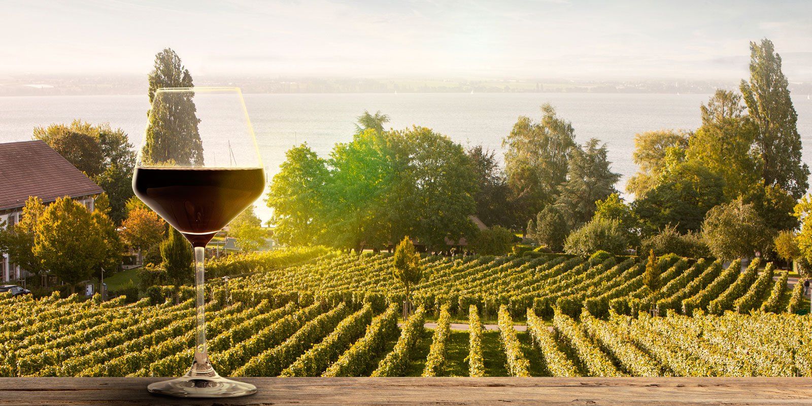 Wine glass with vineyards in the background Wine glass with vineyards in the background