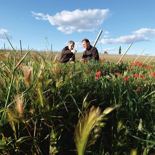 Two men examine plants in a field of wildflowers, at Pago Casa Gran.