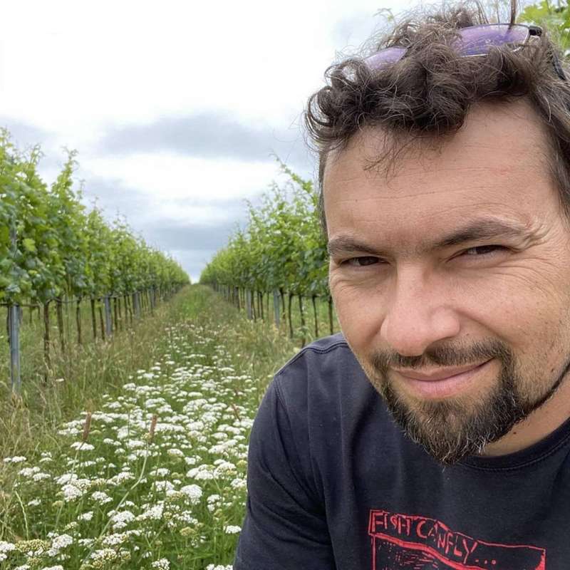 A Zillinger winemaker stands in a vineyard with flowering plants growing between the vine rows.