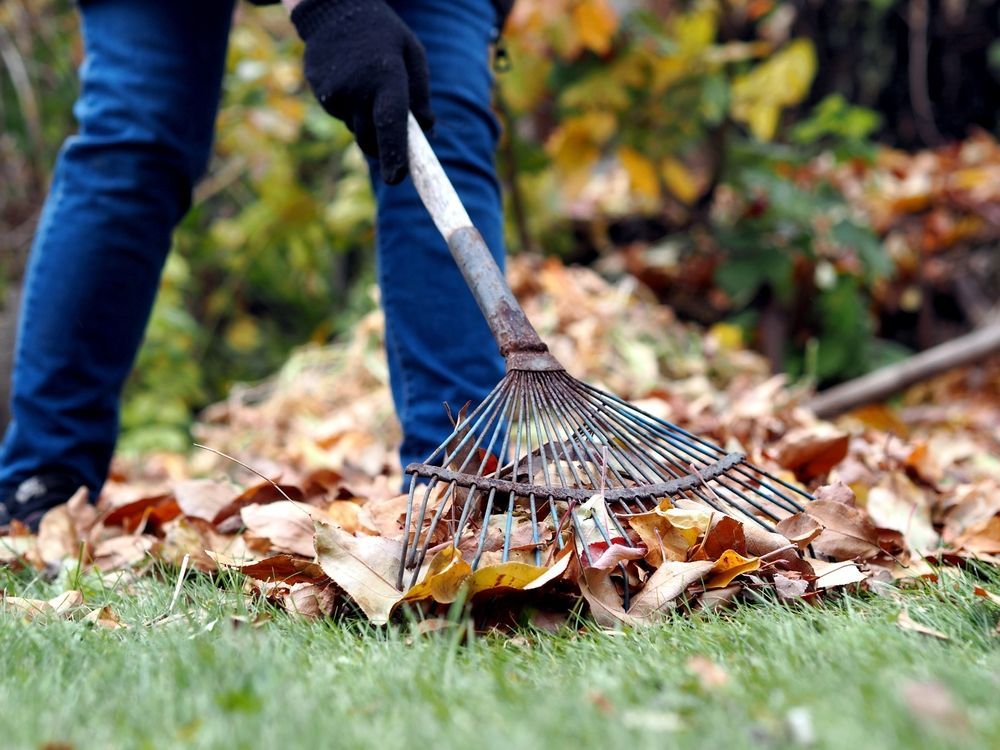 A person is raking leaves on a lush green lawn.
