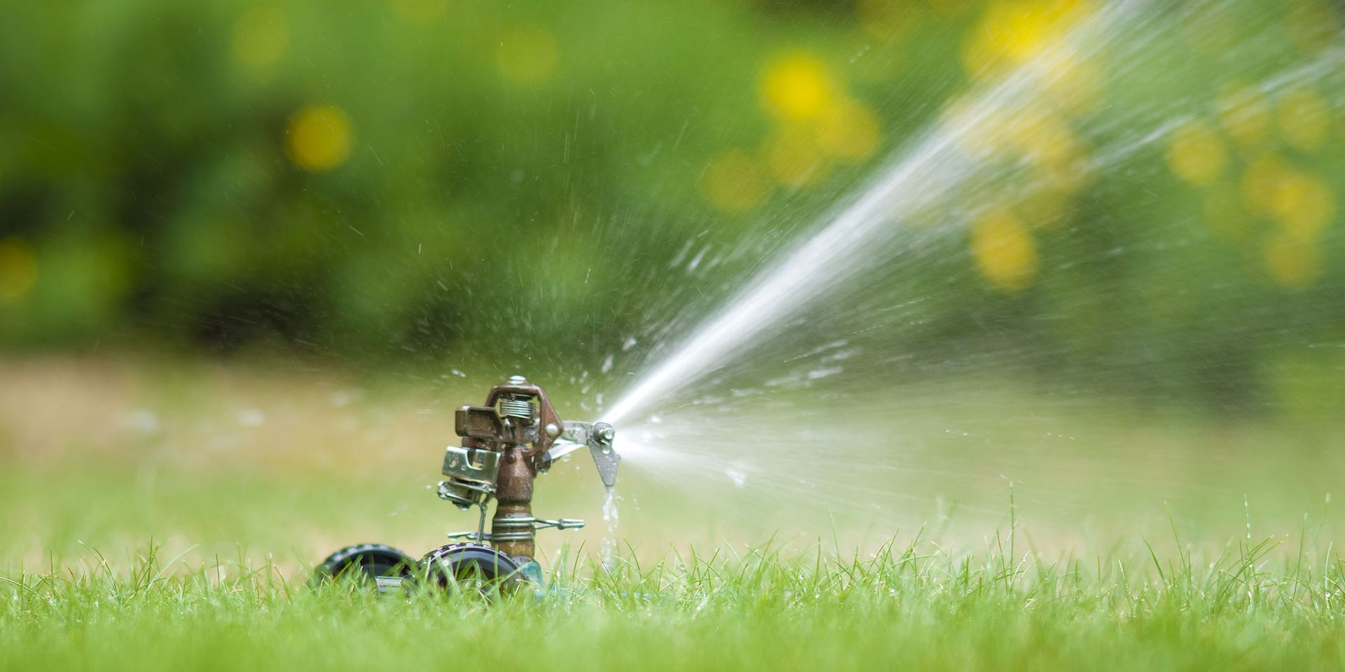 A sprinkler is spraying water on a lush green lawn.
