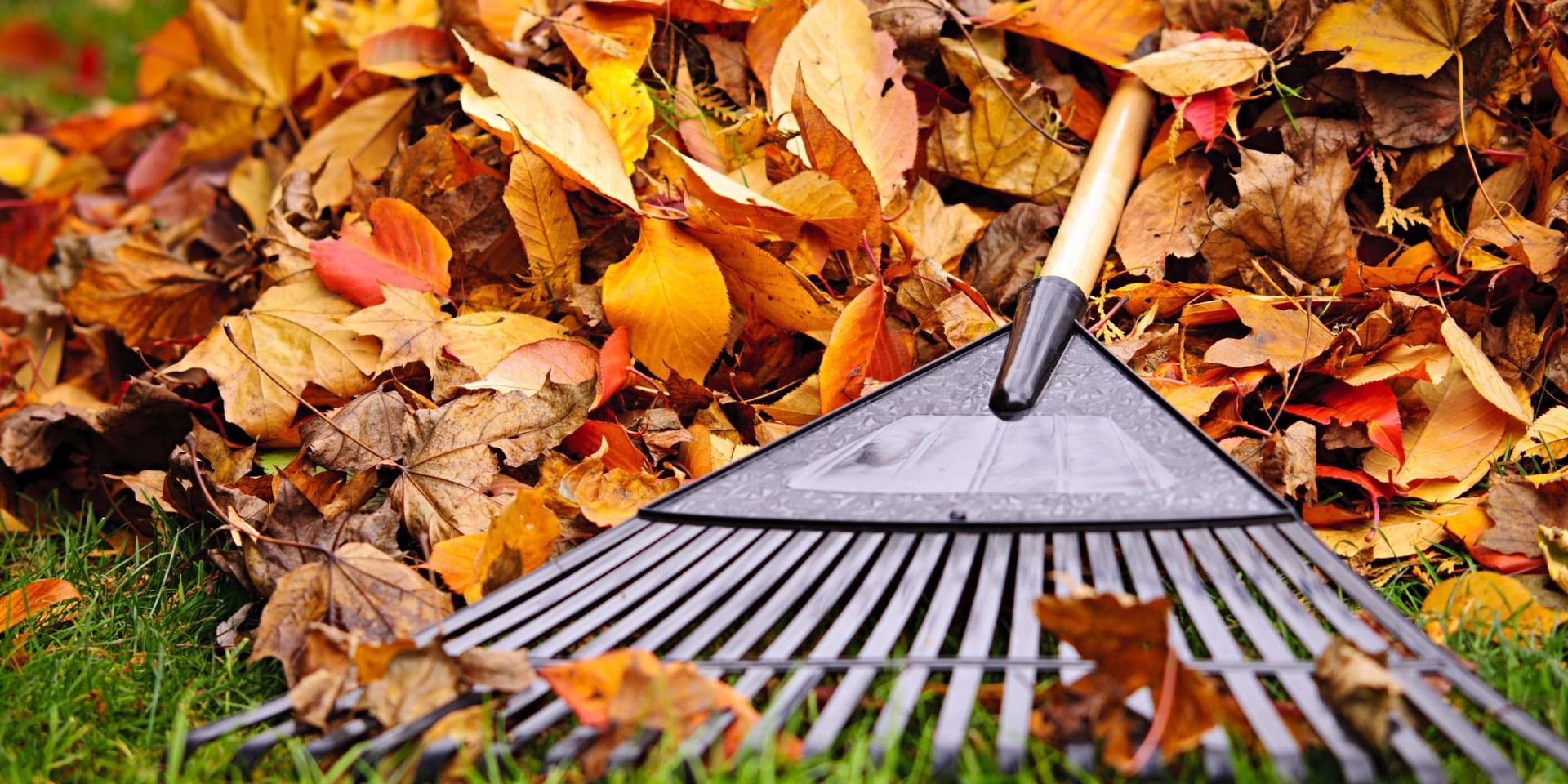 A rake is sitting on top of a pile of leaves.