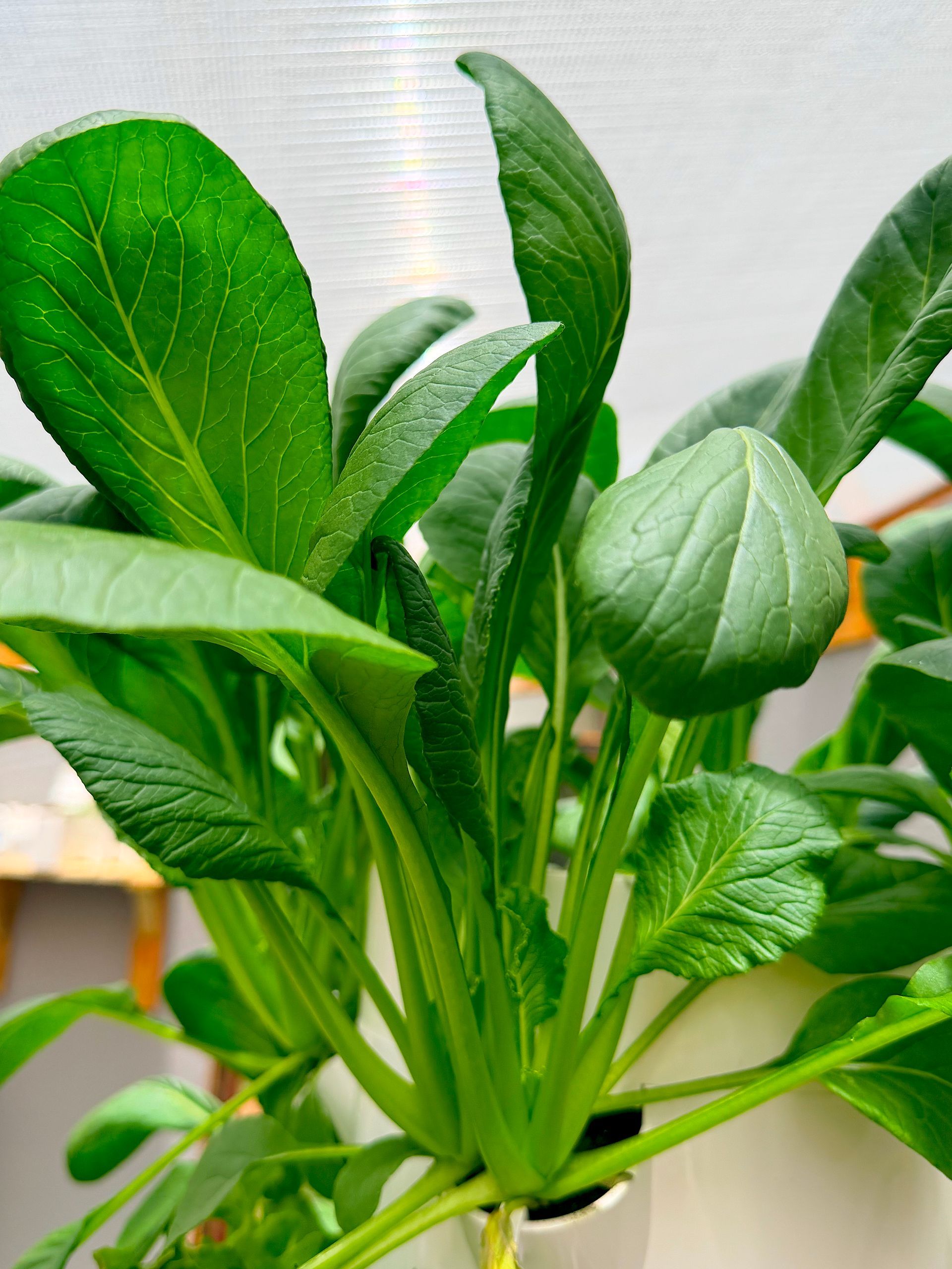 Green leafy potted plant with broad, glossy leaves on a light background