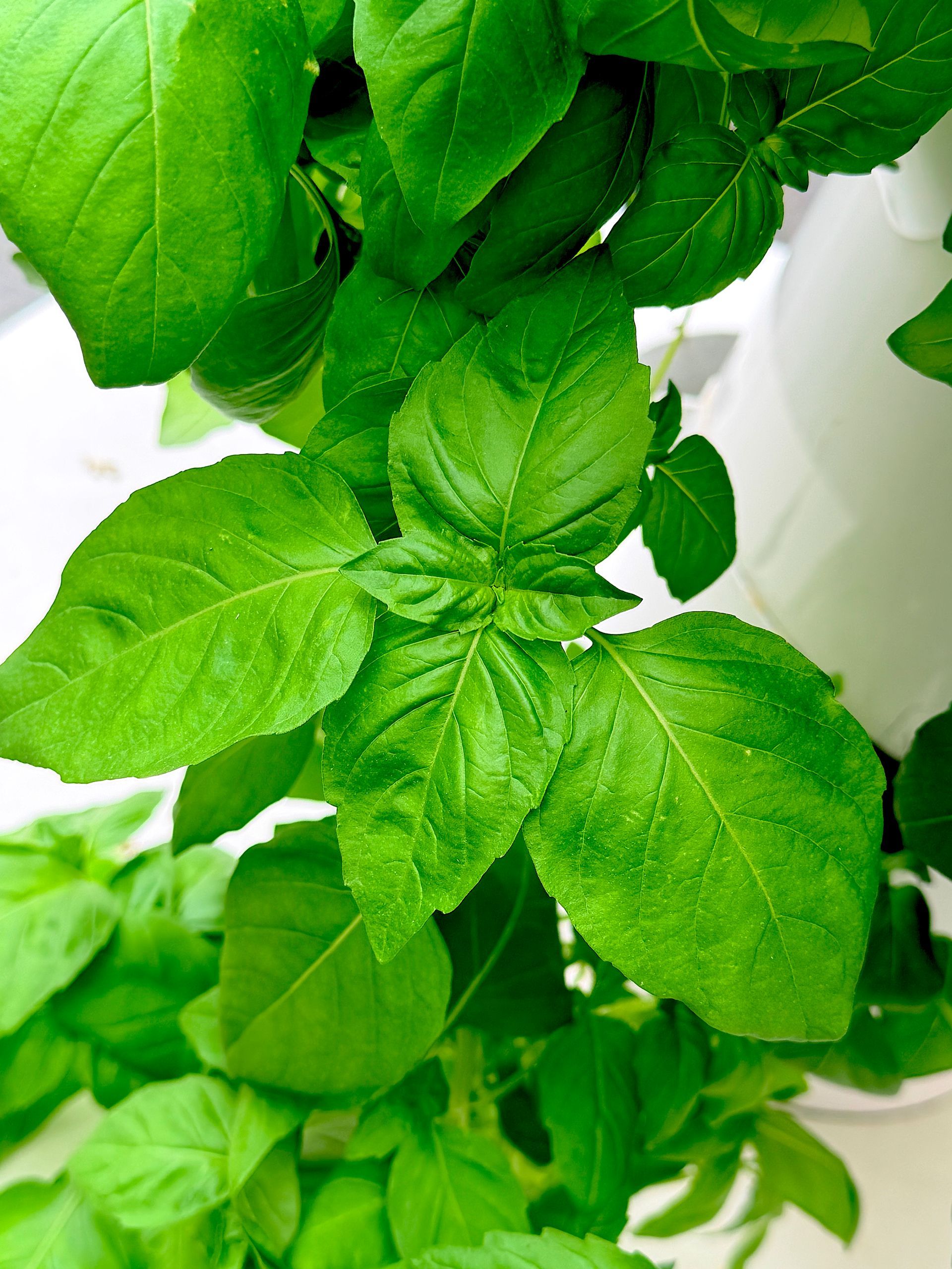 Fresh green basil leaves growing in a white pot on a bright windowsill
