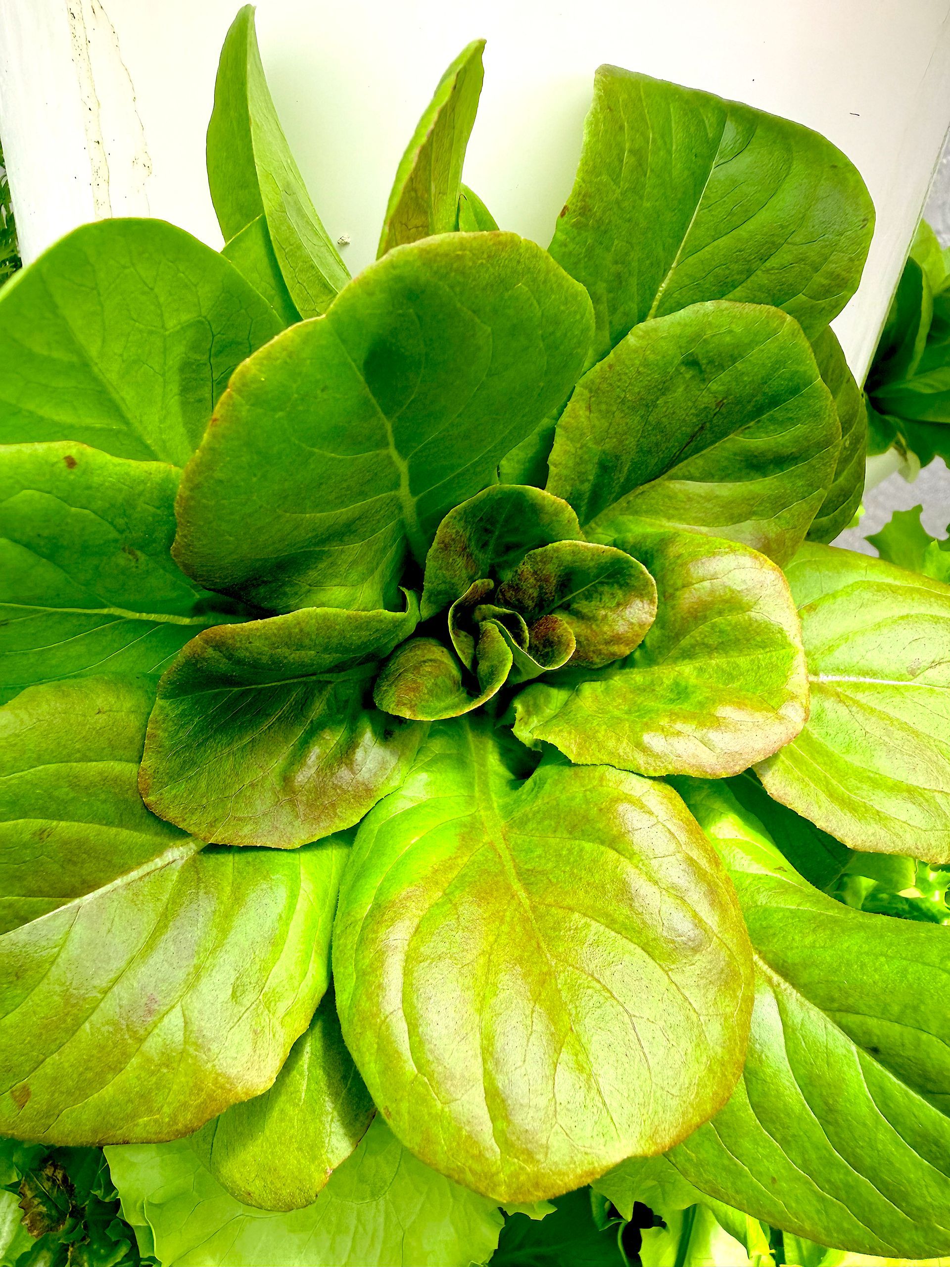 Close-up of a bright green leafy plant with layered rosette leaves