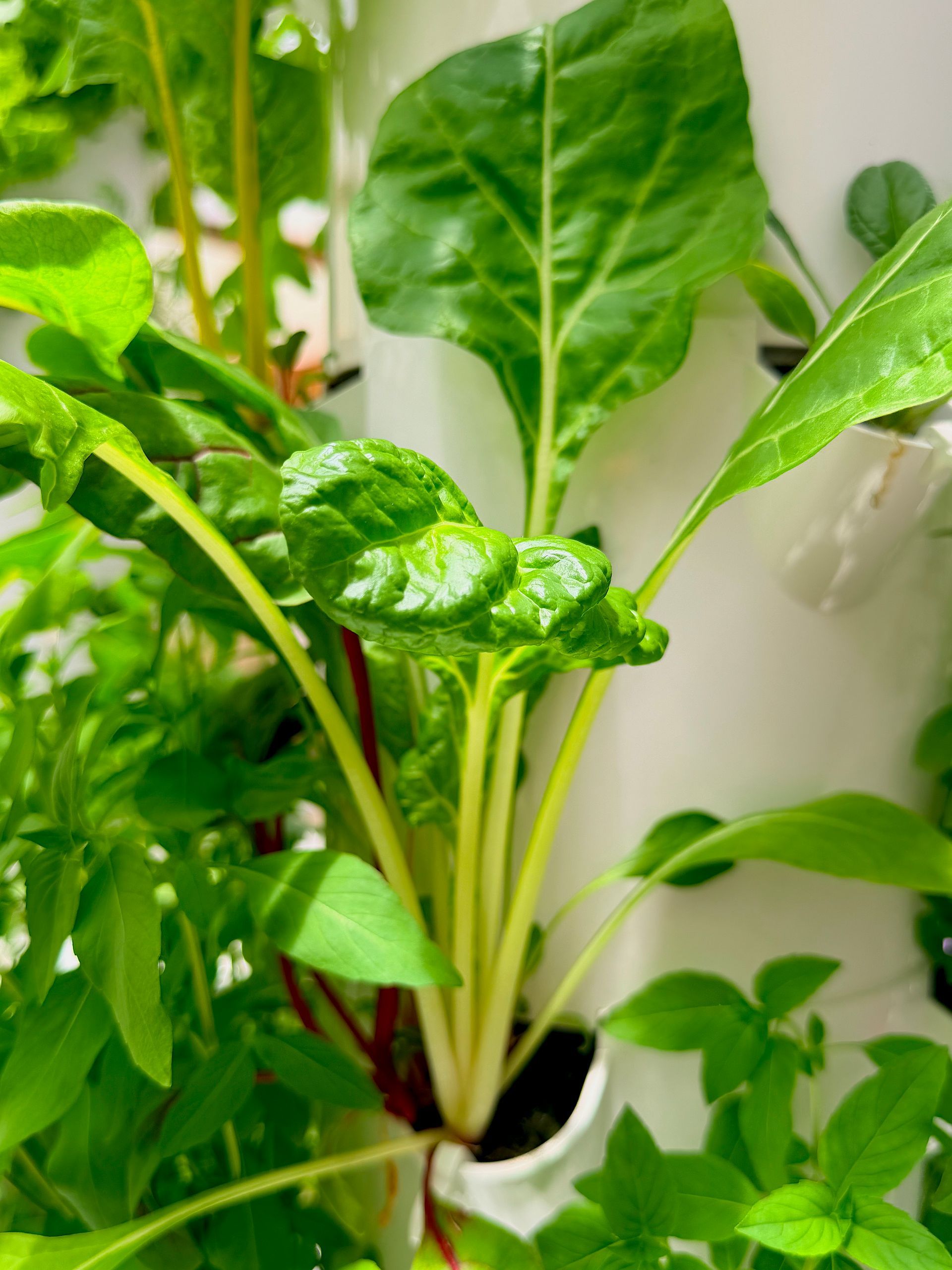 Potted leafy green houseplants growing indoors by a bright window