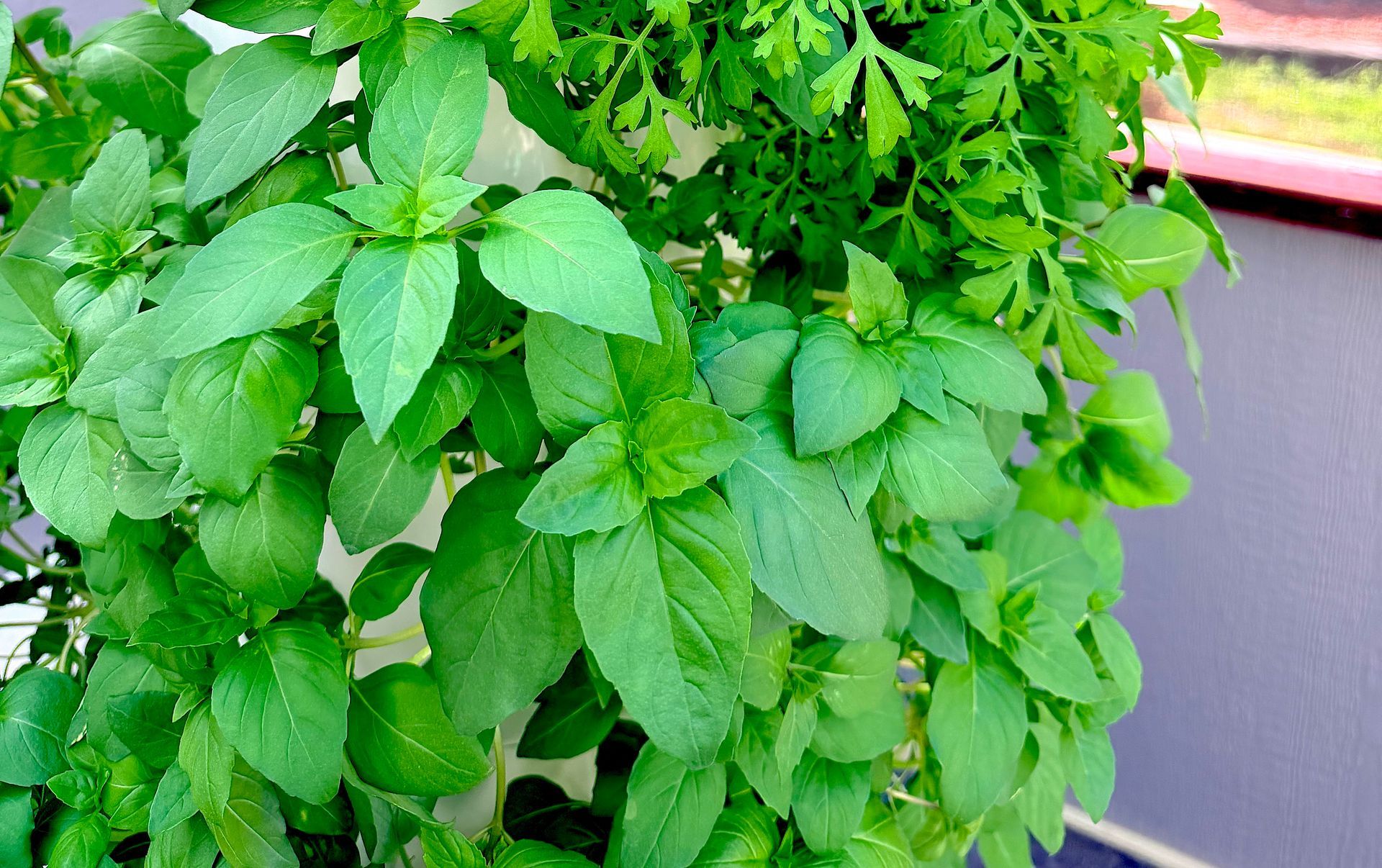 Green leafy plant growing in a pot beside a gray surface