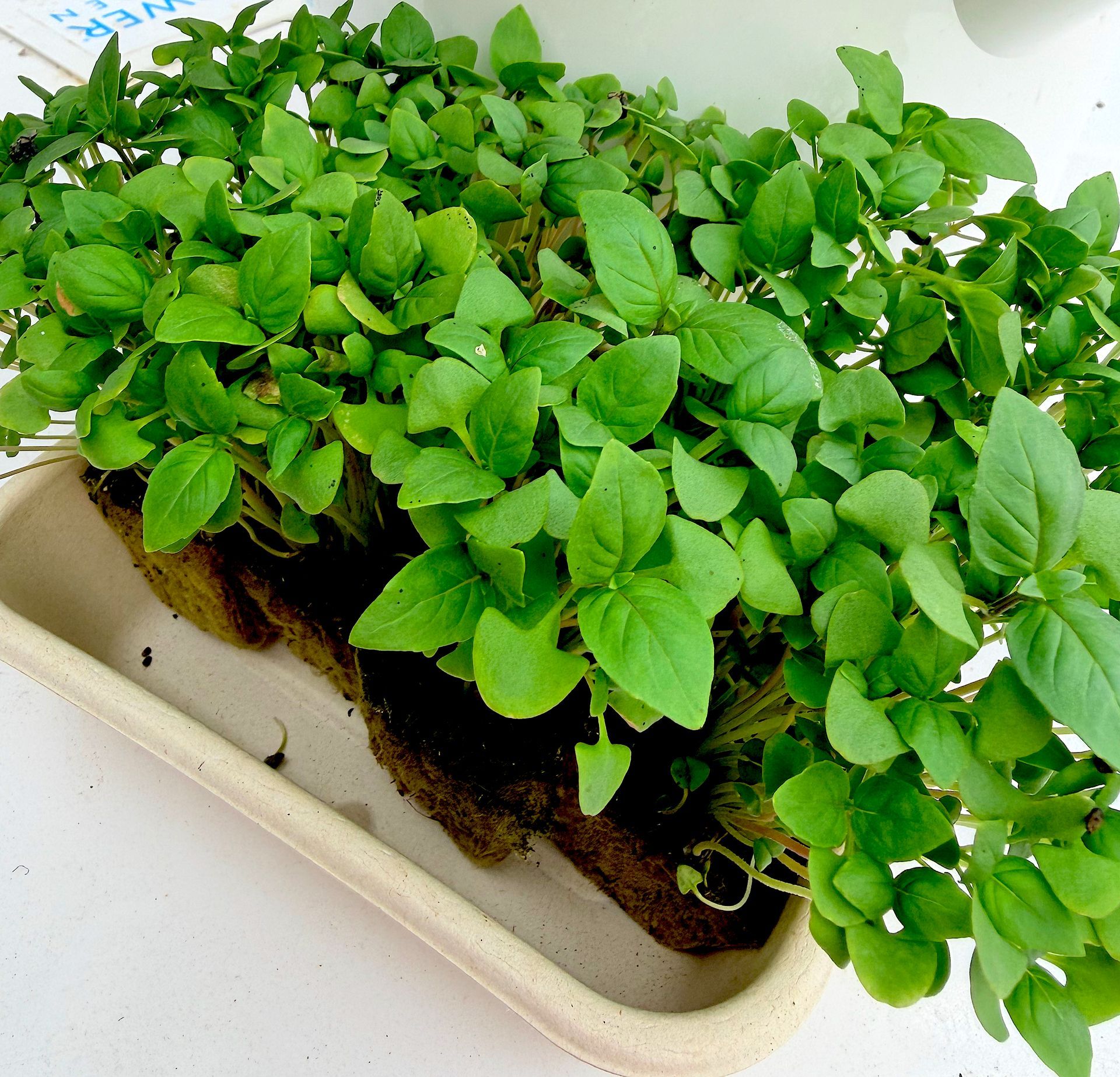Tray of dense green seedlings in a white planter on a light surface