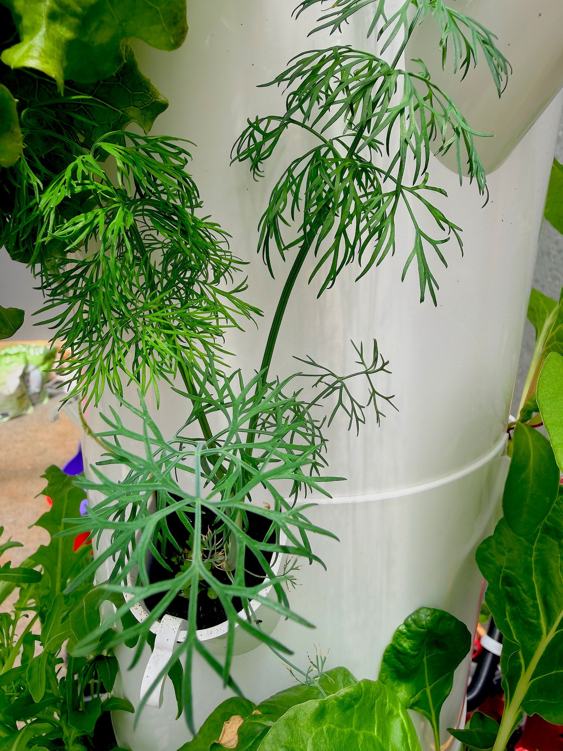 Green vine climbing a white column, surrounded by leafy indoor plants and foliage