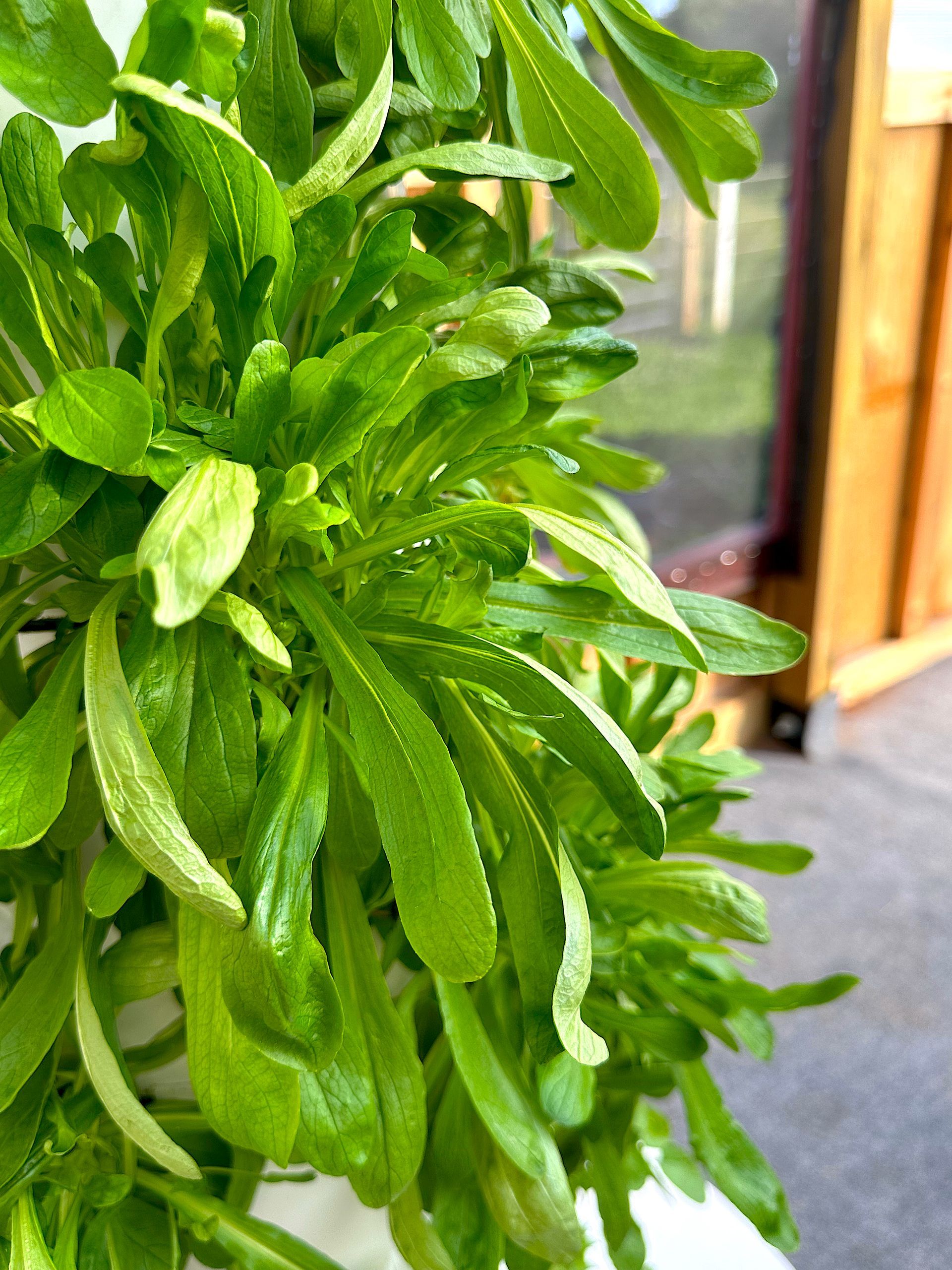 Close-up of bright green leaves on a potted plant near a window.