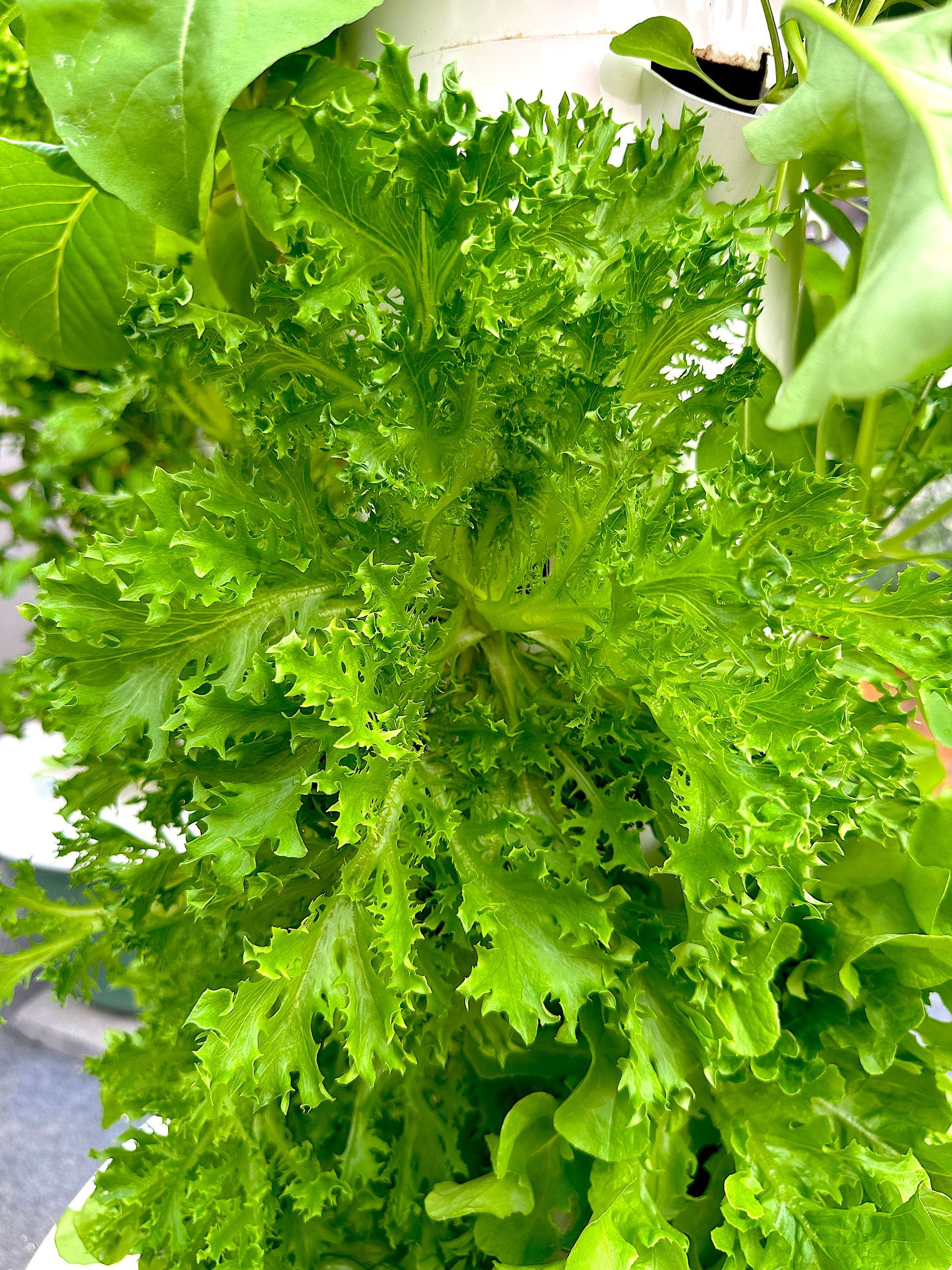 Close-up of fresh green leafy lettuce with curly frilly edges in a garden or market display