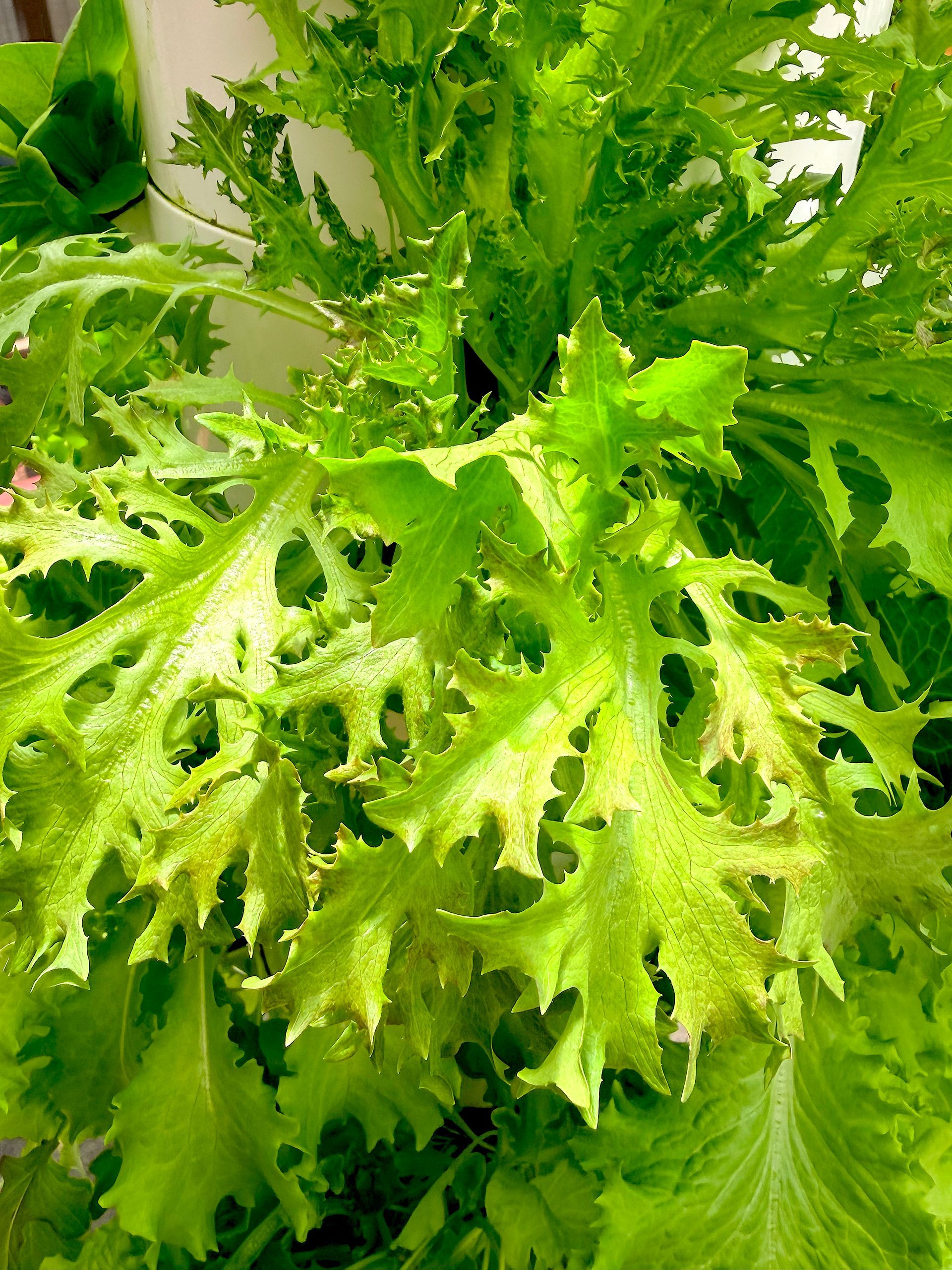 Close-up of bright green leafy lettuce with frilly, serrated leaves