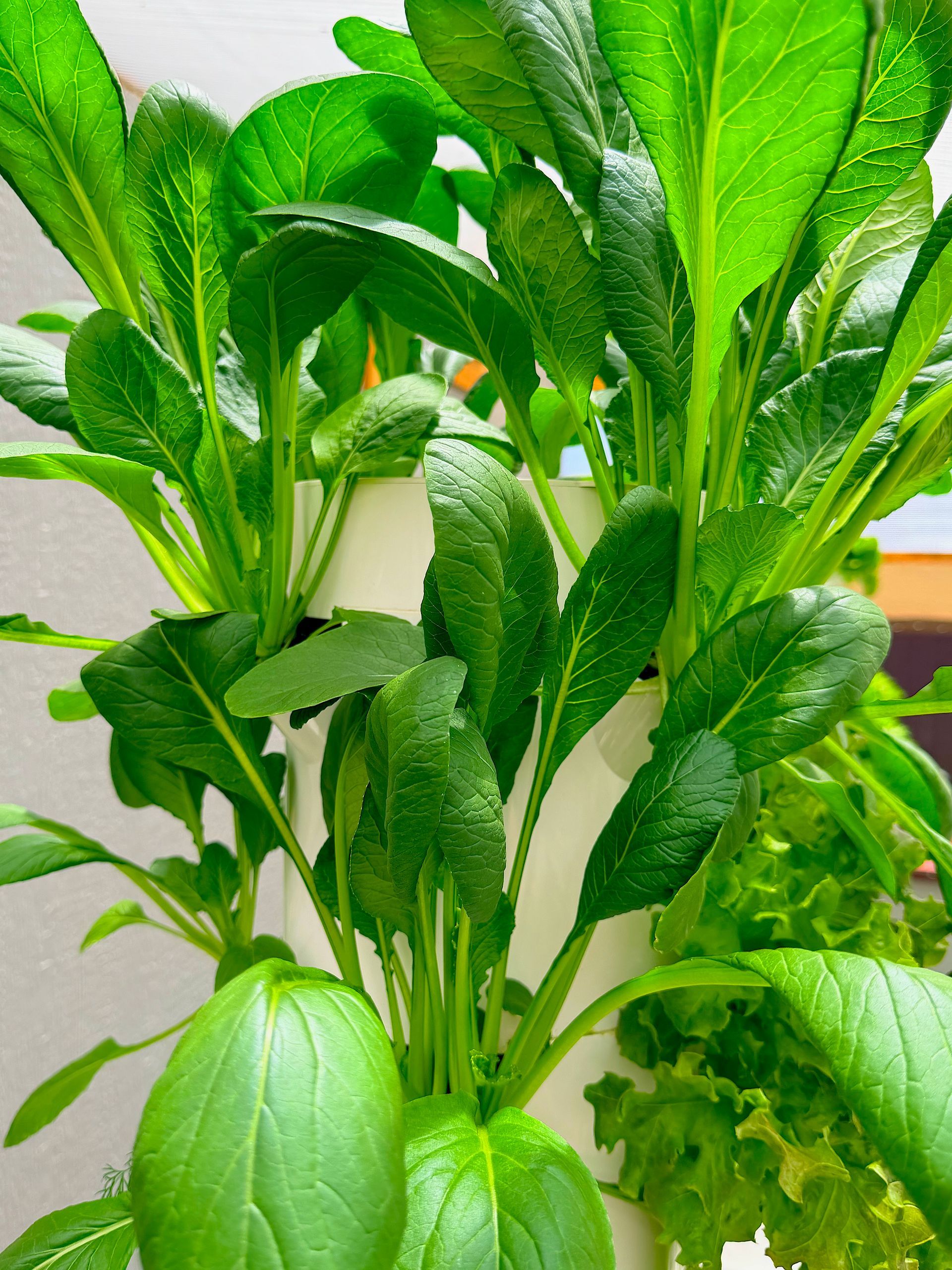 Greens