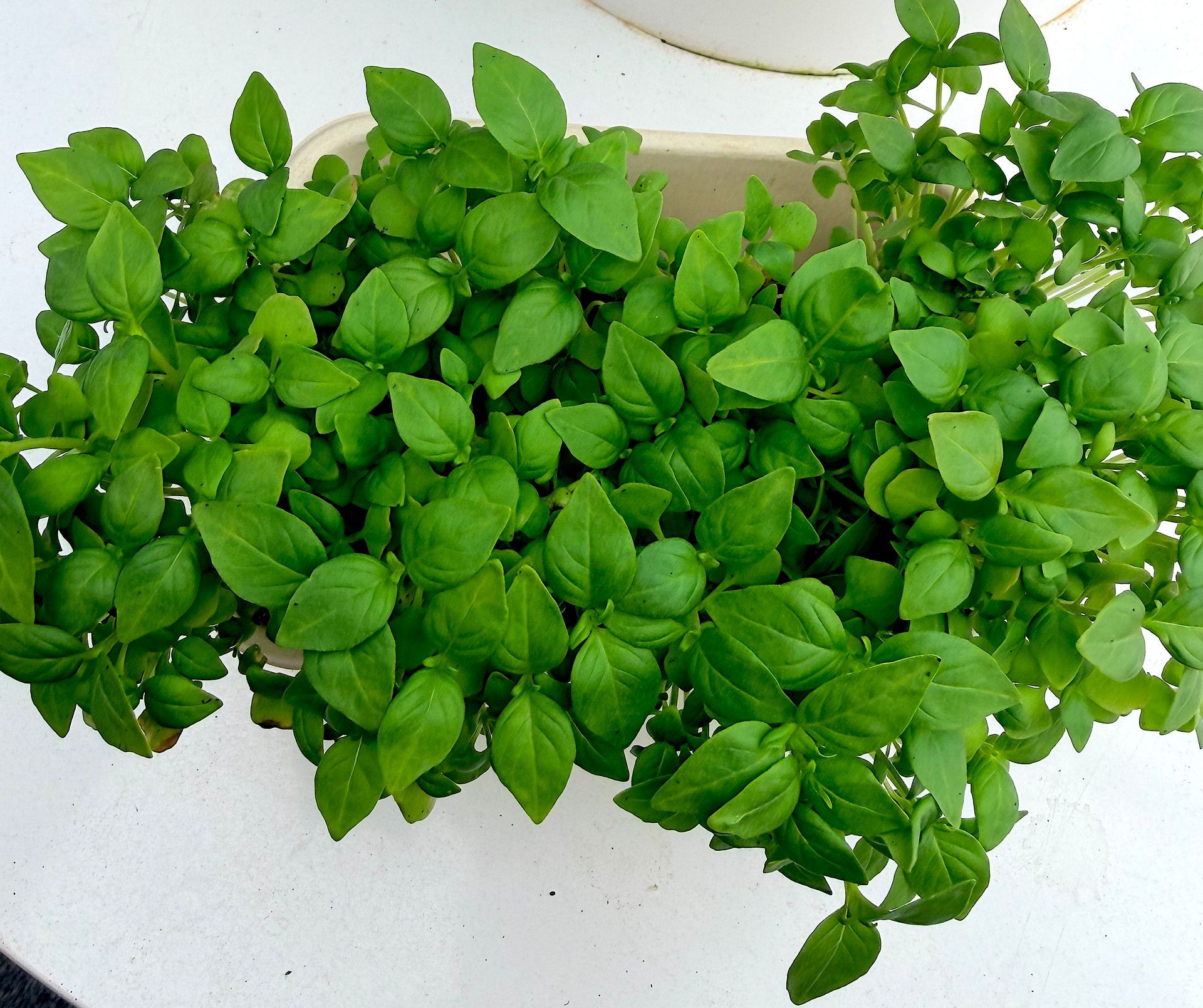 A pile of fresh green leafy herbs on a white surface