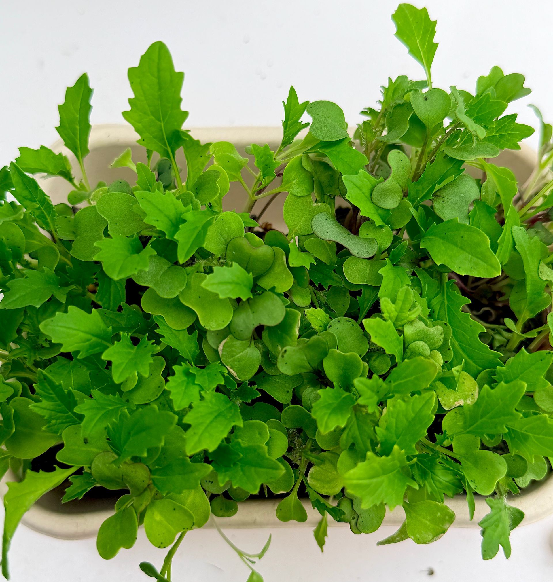 Green leafy potted herb plant with dense fresh foliage in a white container