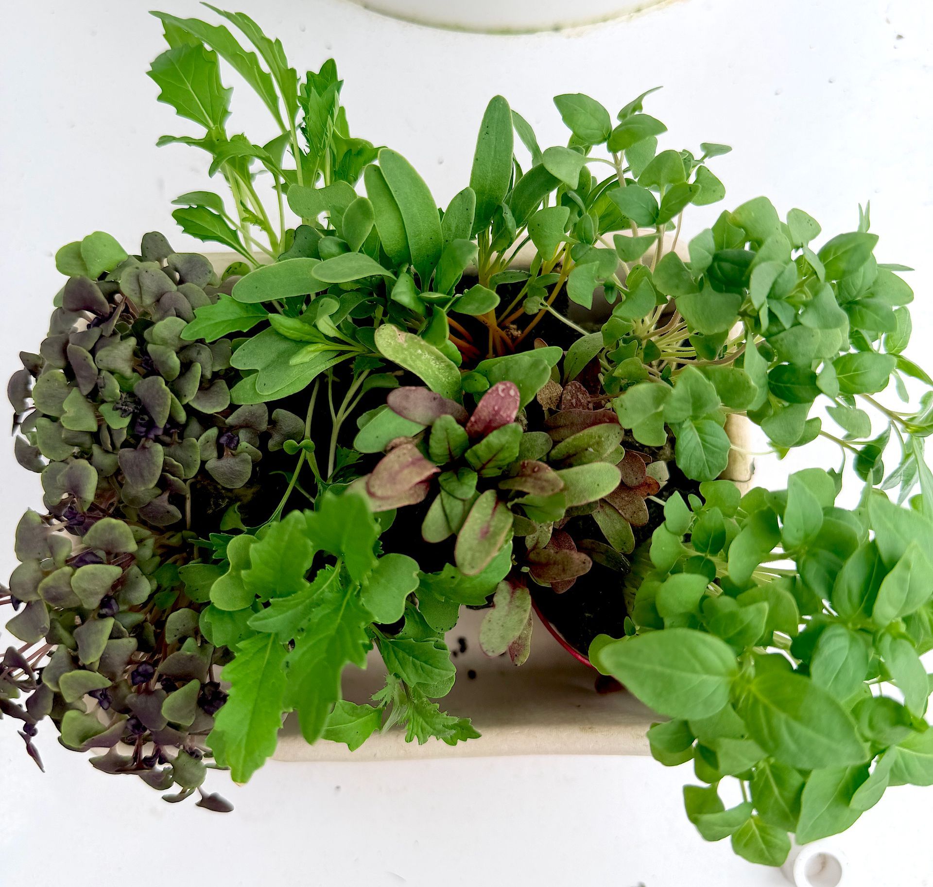 Assorted leafy green and purple plants growing in a white rectangular planter