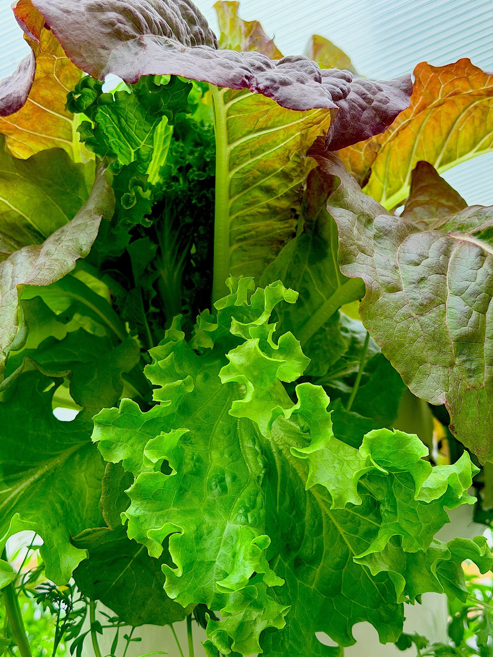 Close-up of fresh green lettuce leaves with purple-tinted edges and a light dusting of frost