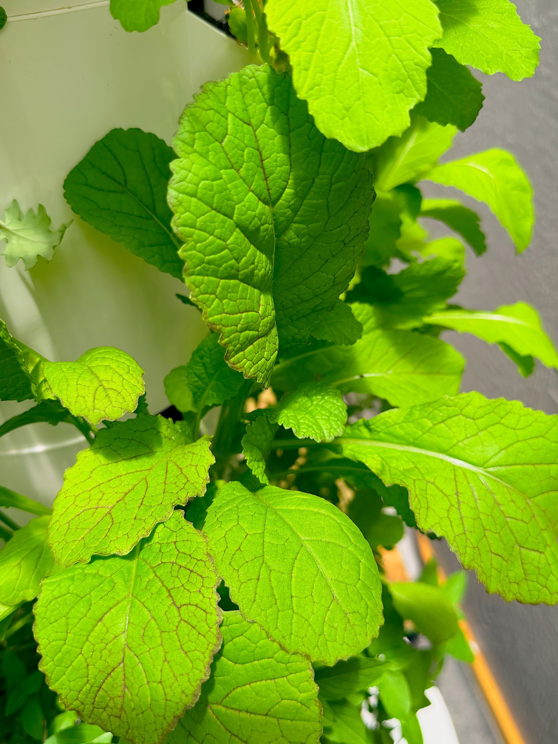 Bright green mint leaves growing on a plant in sunlight