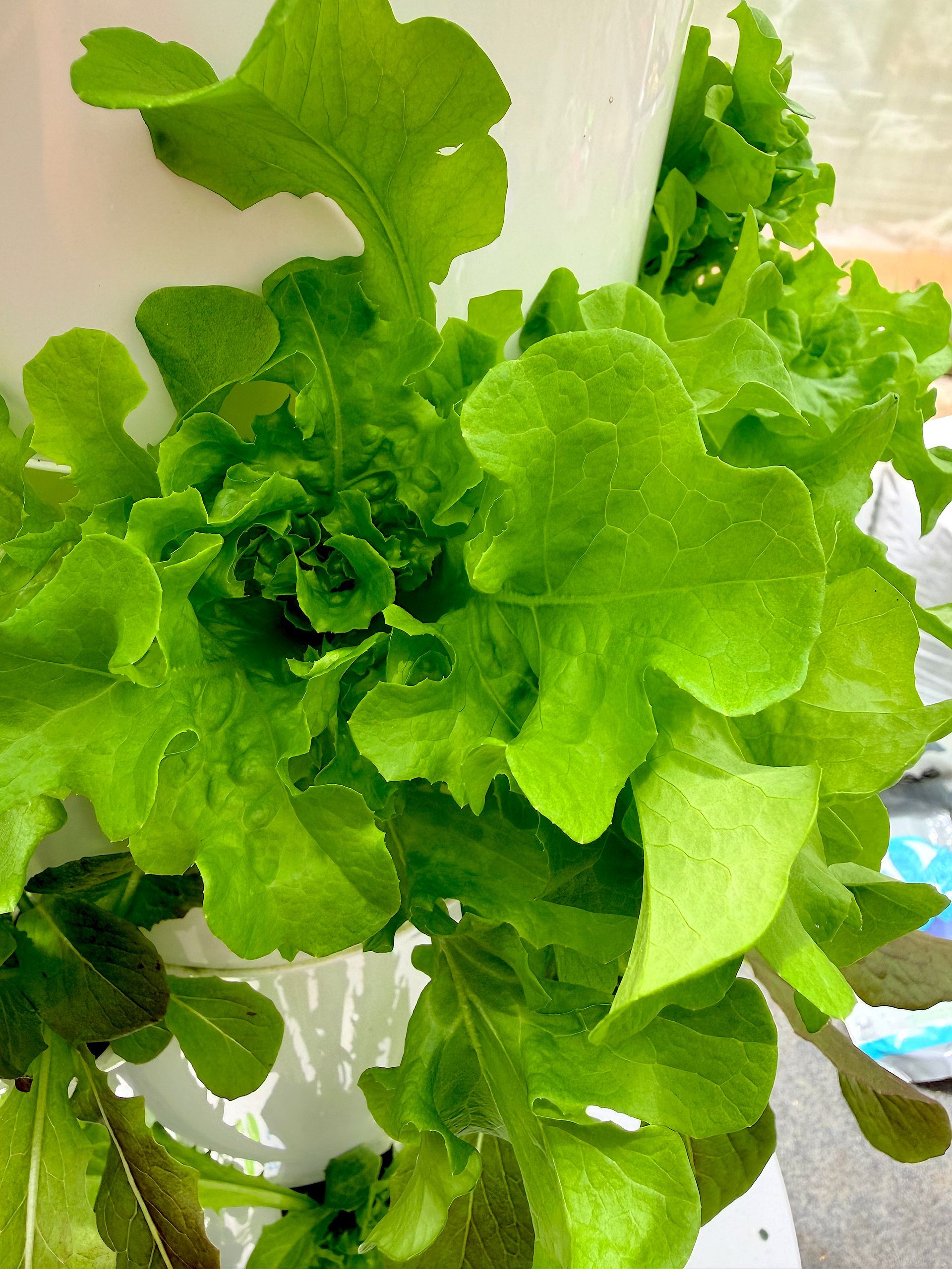 Bright green leafy lettuce growing in a white container, close-up view