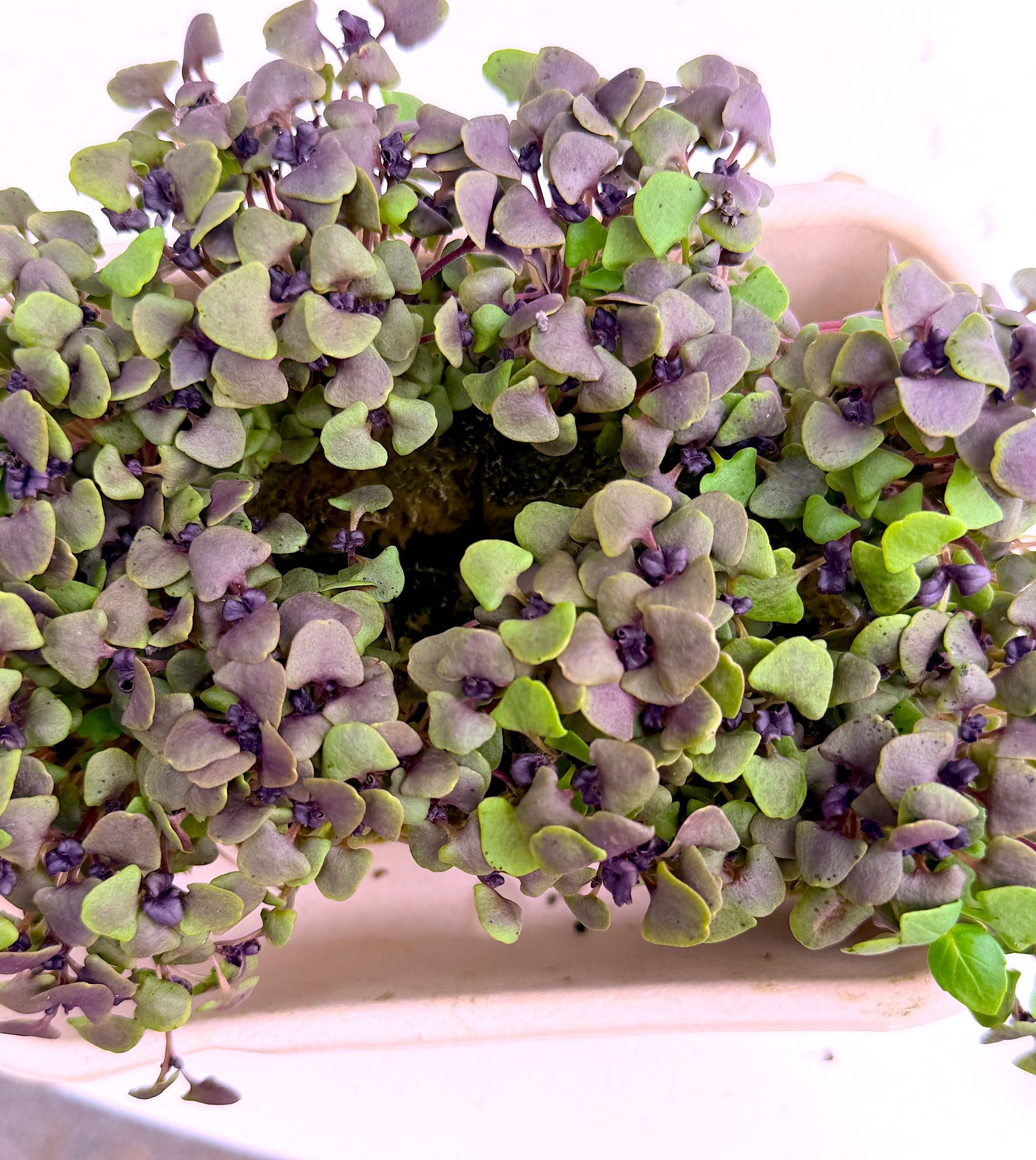 Potted purple and green trailing plants filling a pink planter